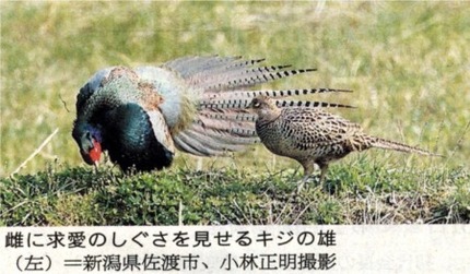 新聞記事「鳥たちに恋いの季節」...
