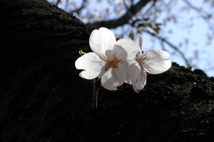 岩魚太郞の標準木に開花宣言です