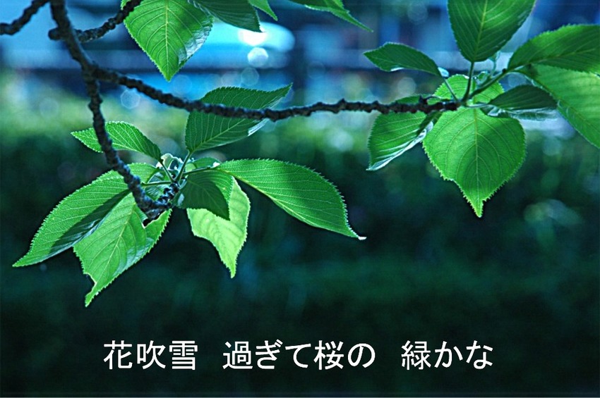 花吹雪　過ぎて桜の　緑かな　(...