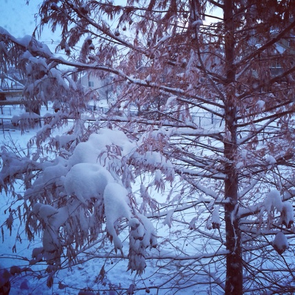 窓からの眺め 落羽松に雪ー