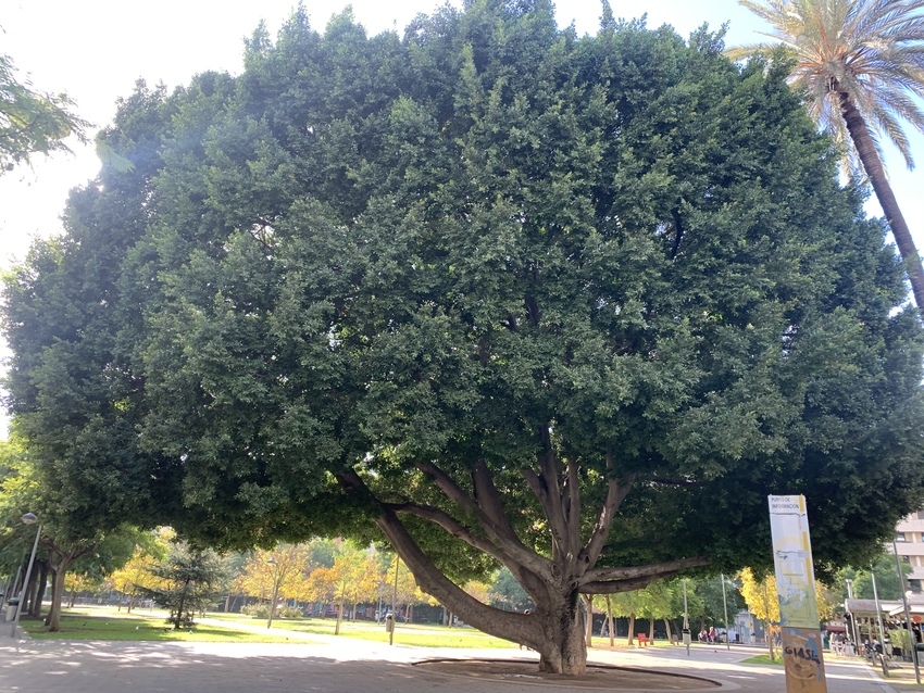 このárbol 何のárbol...