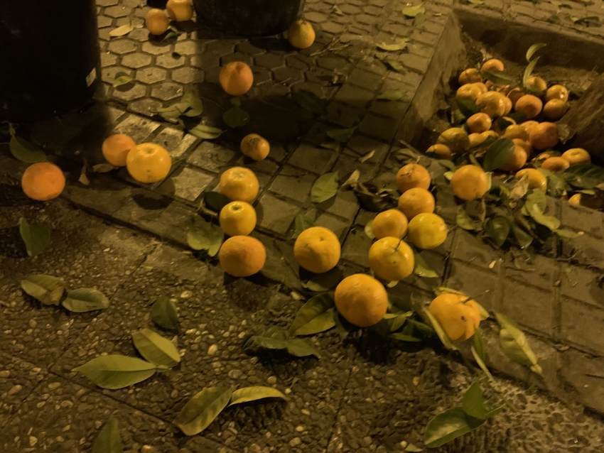 街路樹のオレンジの収穫