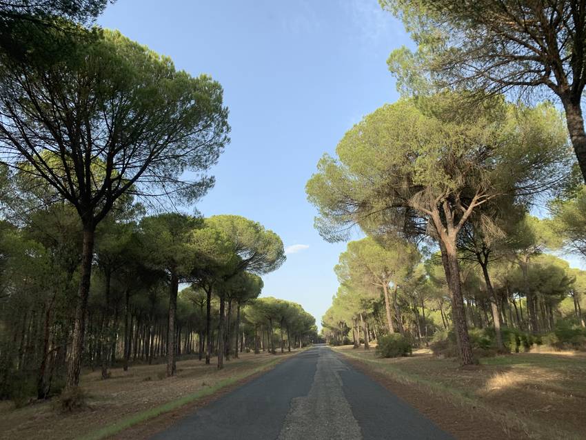 スペインの林道