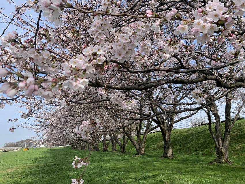 金沢の桜、どんどん咲いています