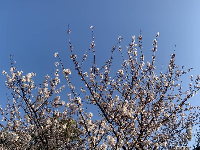 今日の桜の風景