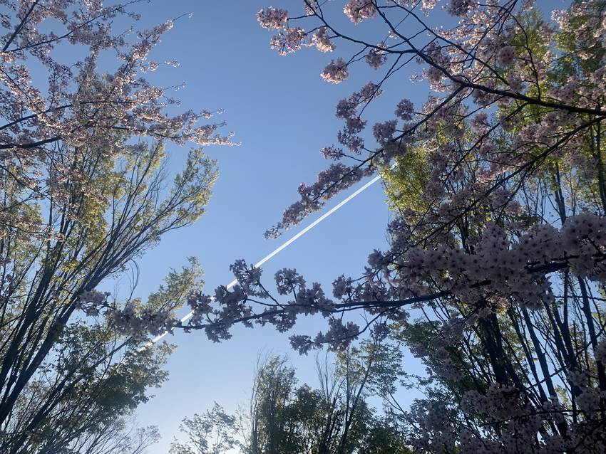 桜と飛行機雲