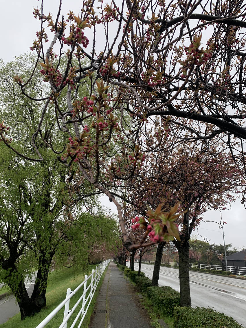 次の花、準備中