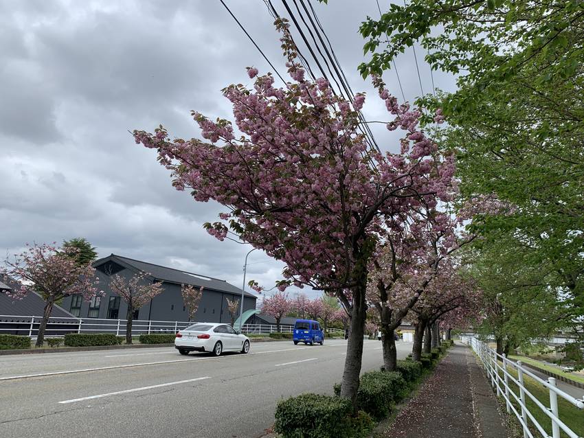 八重桜、咲いてます