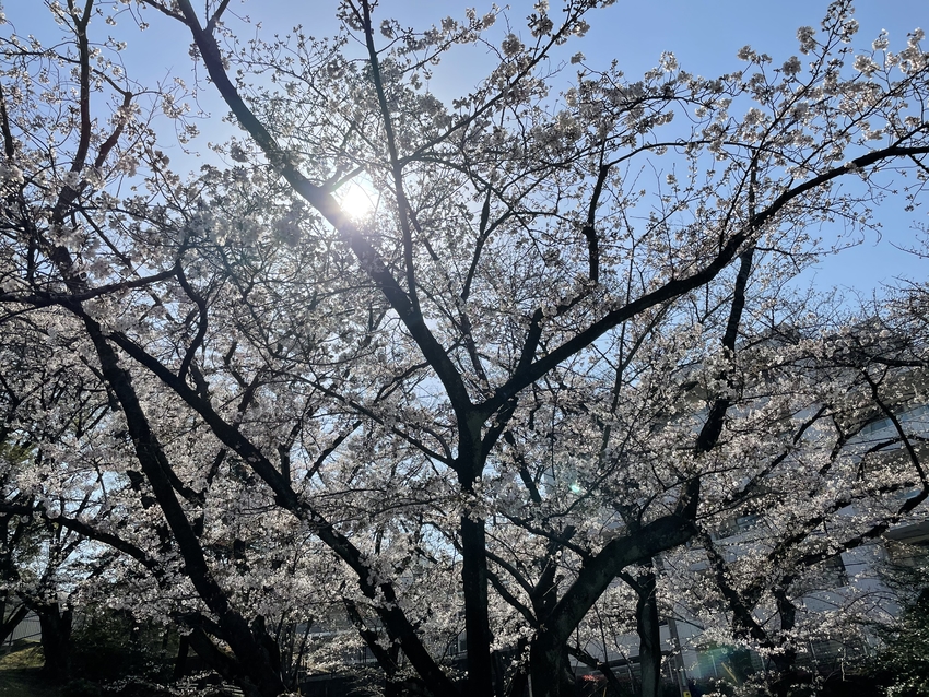 桜も満開に。