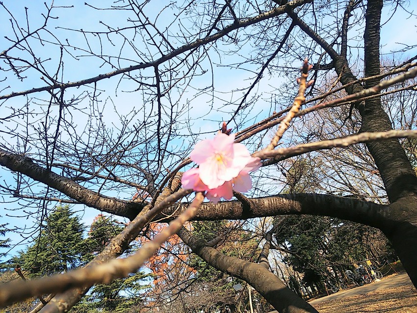 せっかちな桜
