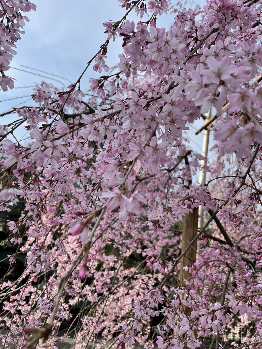 例の神社の桜。綺麗でしたよー。