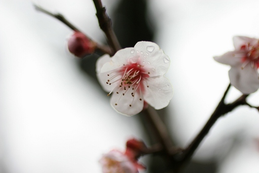 忘れじの「梅花」･･･。