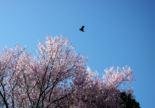 青空に桜咲く･･･。