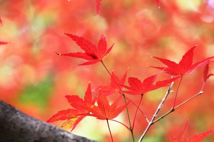 「紅葉」変化帳・・・「七」