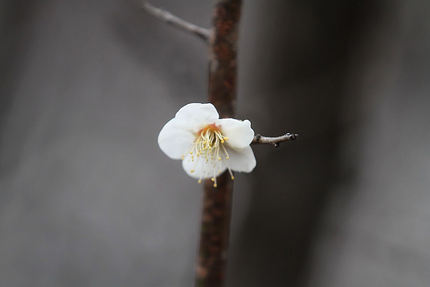 梅の花を写す・・・(9)