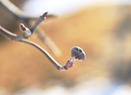 木の芽・・・。