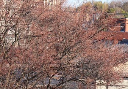 今日の桜の木は・・・。