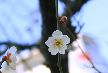 梅の花・・・。