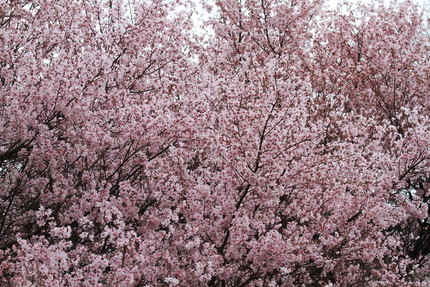 桜満開！！