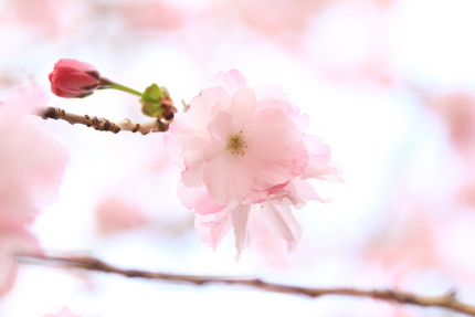 淡き桜花・・・。