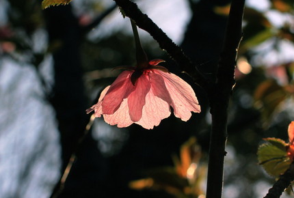 彼岸桜・・・。