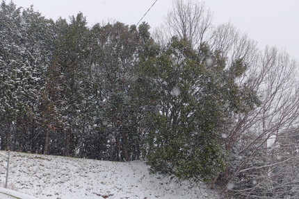 吹雪のように・・・。