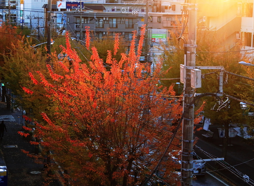 街路樹の紅葉が今きれいです。...