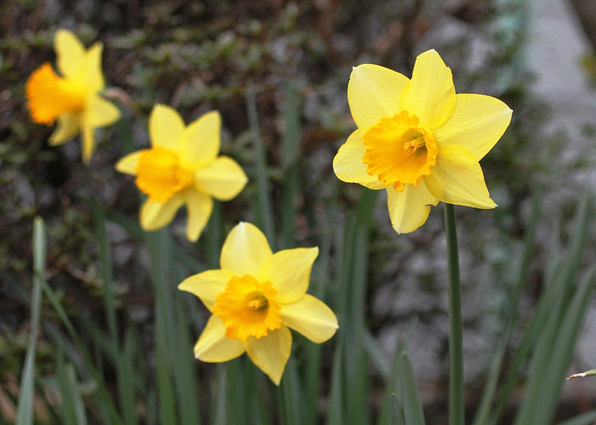 春の日差しには黄色がよく合いま...