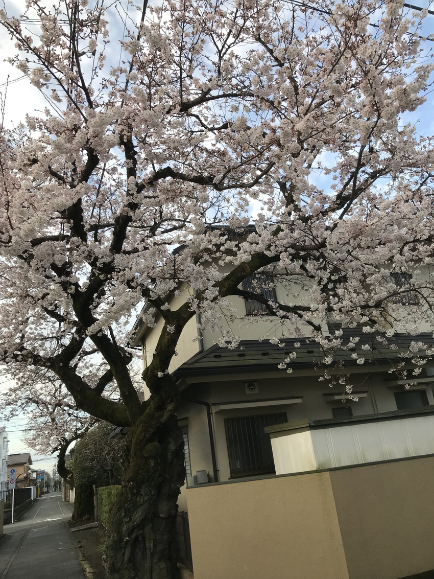 当たり前のように、毎年咲く桜を...