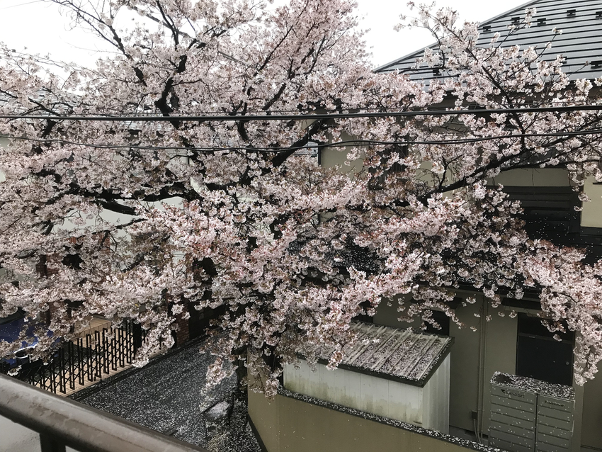 「桜吹雪から、ご近所づきあいが...