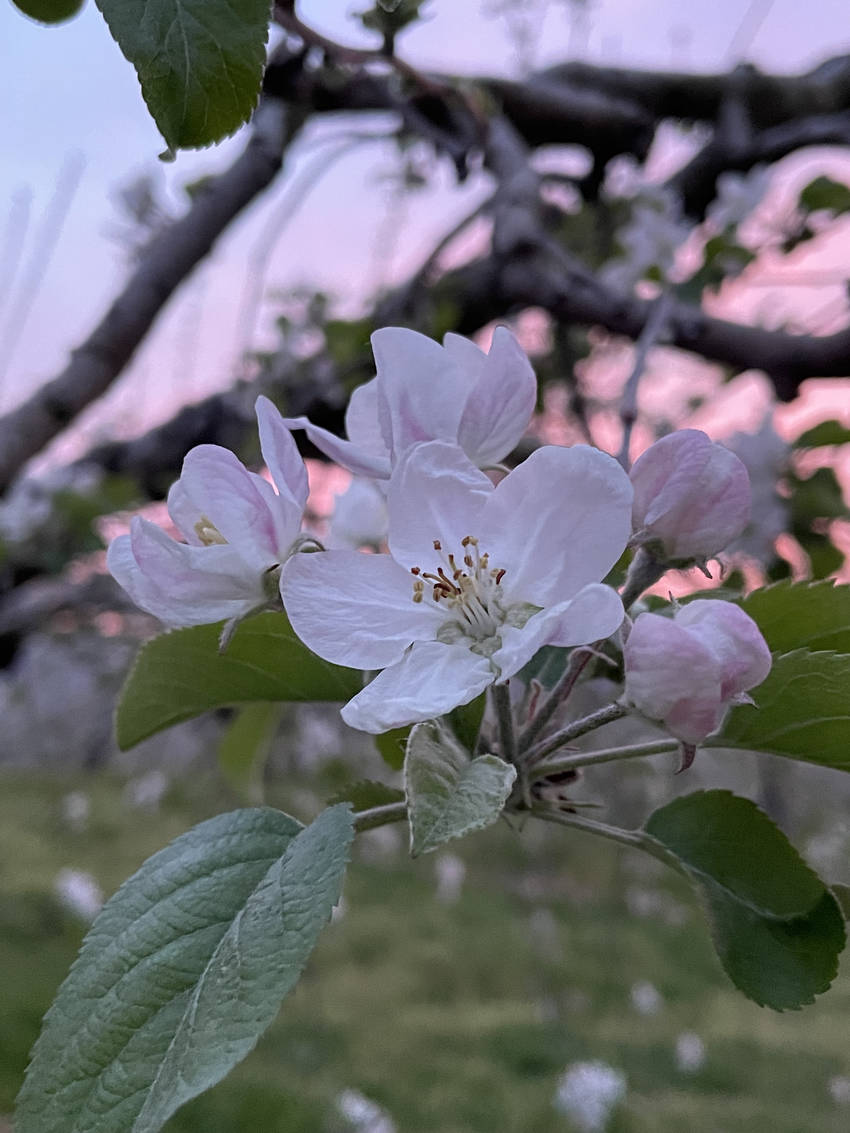 りんごの花。開くと薄ピンク色 ...
