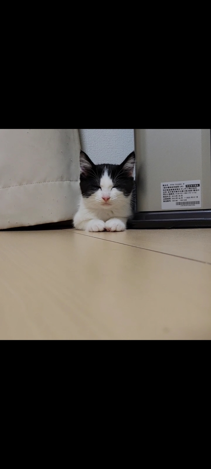 本当はね飼いたかったんだよね