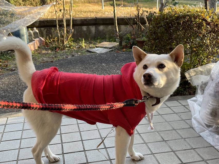 子どもの頃は、父が。もみの木を...