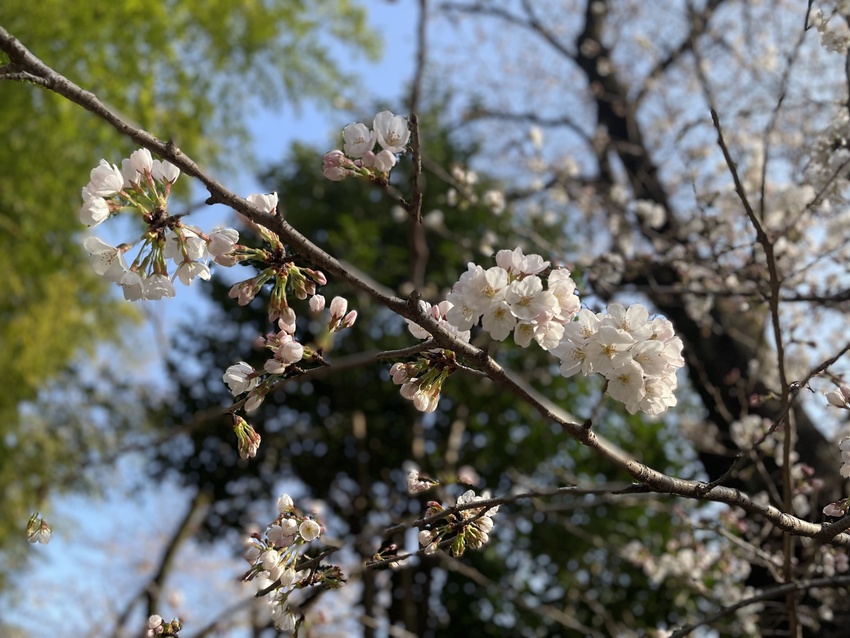 さくら開花予想＠東京