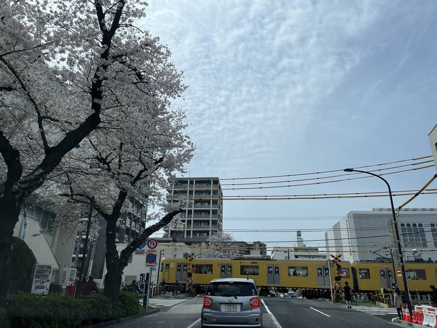 東京の桜は、今日がピーク