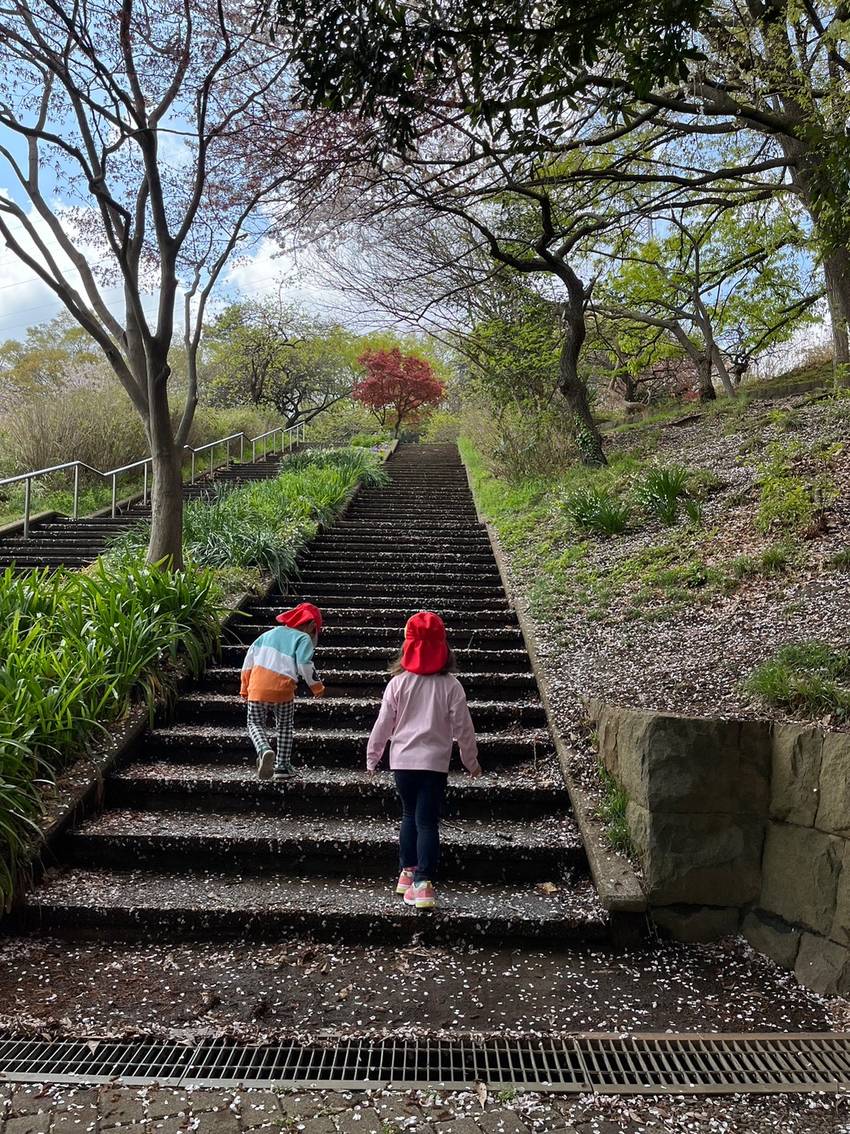 桜の花びらの階段だ！