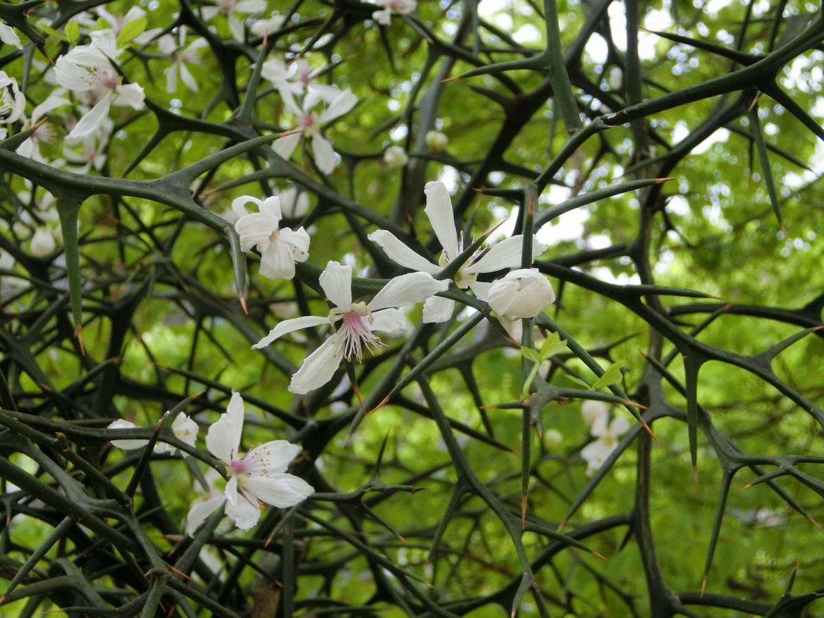 からたちの花が咲いています Shibataのblog Bloguru