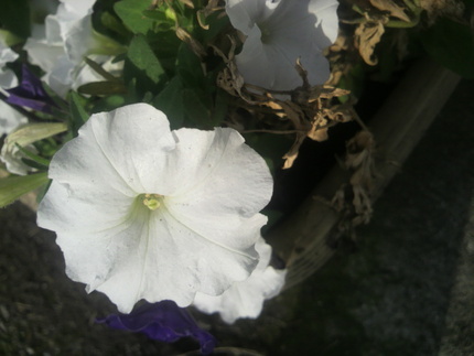 今朝の花