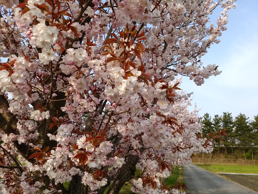 遅咲きの桜