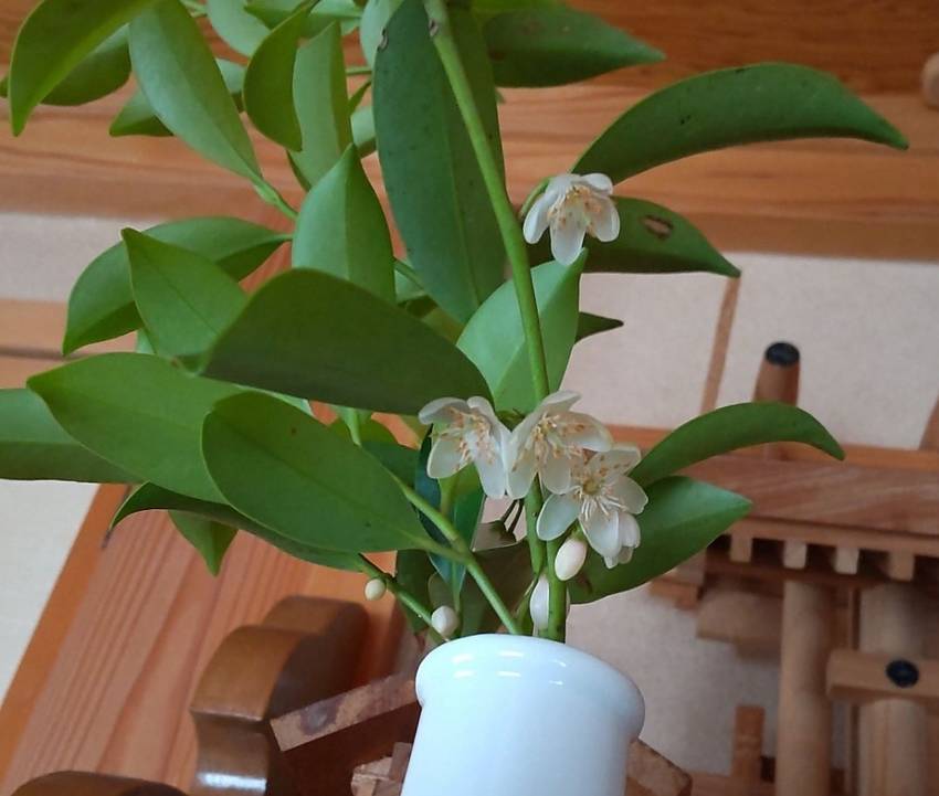 神棚の榊の花が咲きました