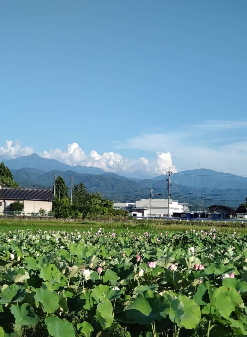 7月になりました