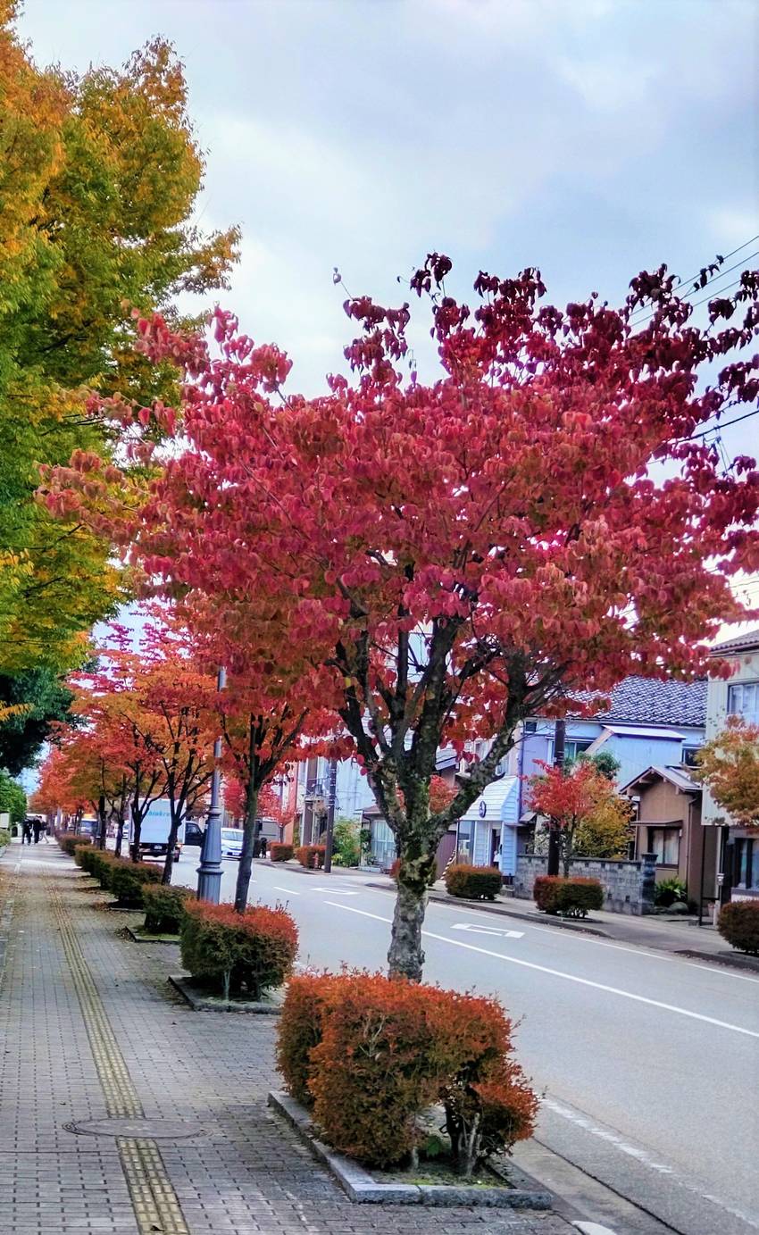 11月になりました