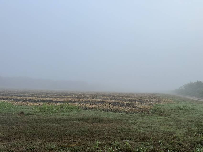 収穫された後のサトウキビ畑。