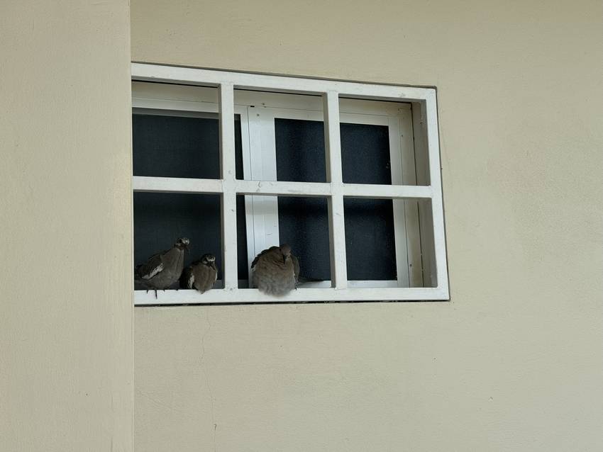 浴室の窓の向こう側で産まれた鳩...