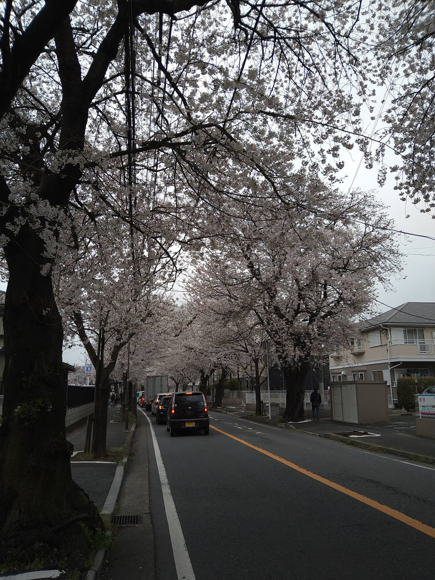 近所の桜が咲きました。 毎年咲...