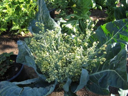 野菜の花は、どれも、黄色く、よ...