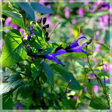 間違って付いた花名《襍木 ・/...