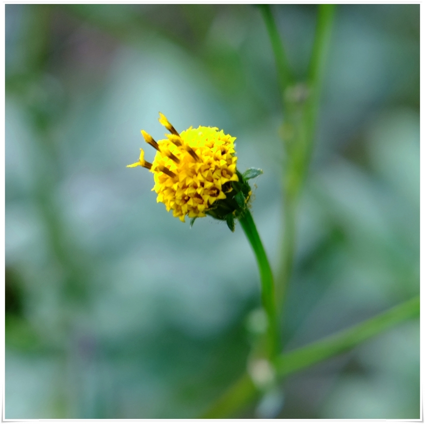 コセンダングサ（小栴檀草） キ...