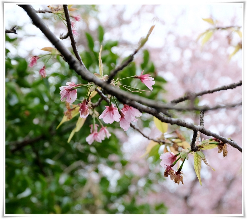 オオカンザクラ（大寒桜・安行寒...