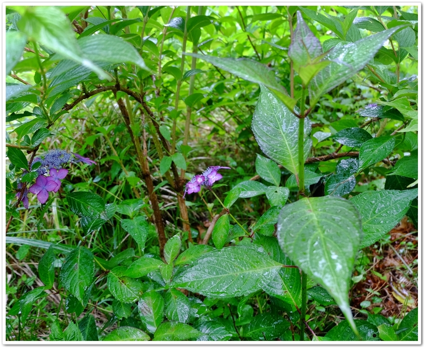 《 梅雨期に魅せる花“あぢさゐ...